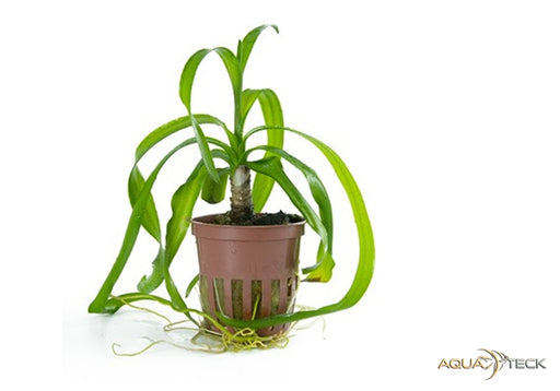 Crinum thaianum aqua-teck