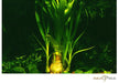 Crinum thaianum aqua-teck