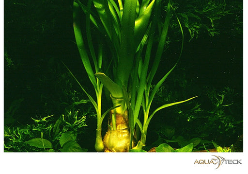 Crinum thaianum aqua-teck