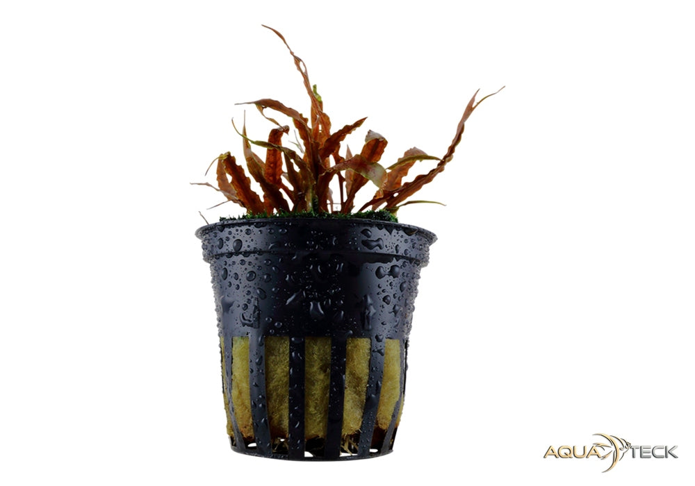 Cryptocoryne albida 'brown' aqua-teck