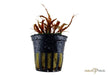 Cryptocoryne albida 'brown' aqua-teck