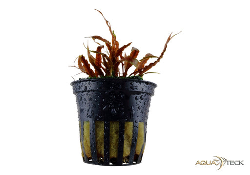 Cryptocoryne albida 'brown' aqua-teck