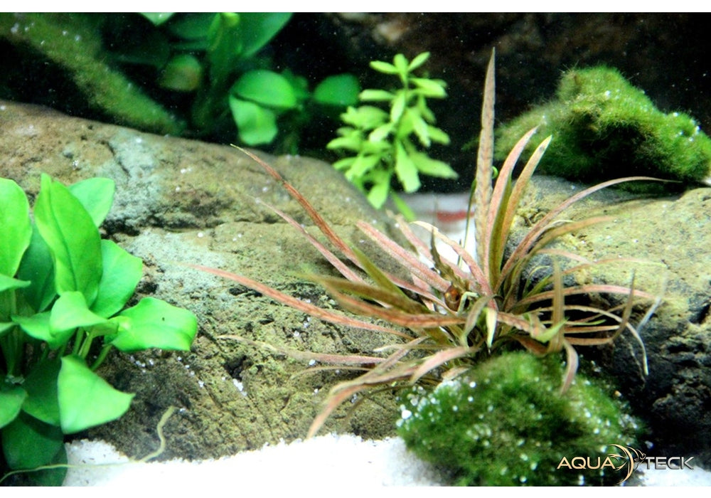 Cryptocoryne albida 'brown' aqua-teck