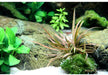 Cryptocoryne albida 'brown' aqua-teck