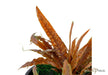Cryptocoryne albida 'brown' aqua-teck