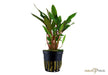 Cryptocoryne beckettii 'Petchii' aqua-teck