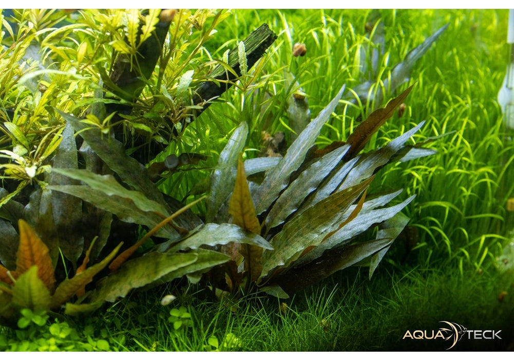 Cryptocoryne beckettii 'Petchii' aqua-teck