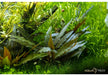 Cryptocoryne beckettii 'Petchii' aqua-teck