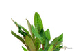 Cryptocoryne beckettii 'Petchii' aqua-teck
