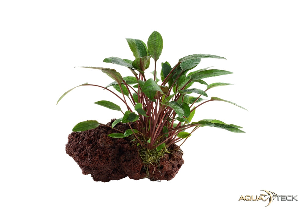 Cryptocoryne beckettii 'Petchii' auf Lavastein aqua-teck