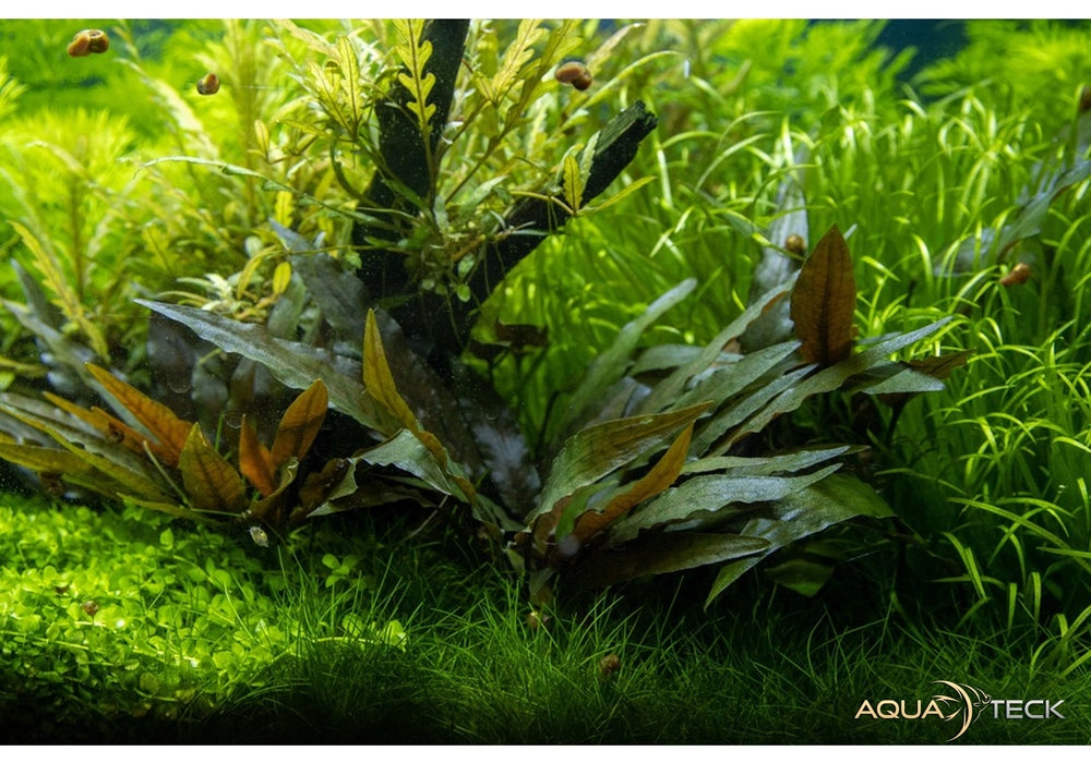 Cryptocoryne beckettii 'Petchii' auf Lavastein aqua-teck
