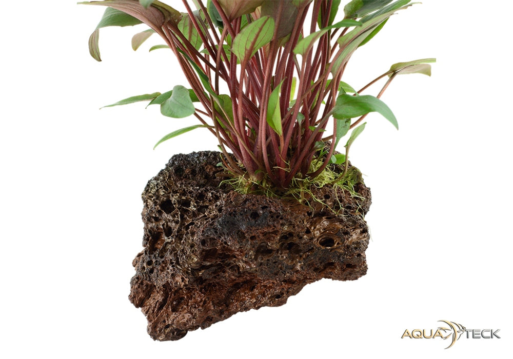 Cryptocoryne beckettii 'Petchii' auf Lavastein aqua-teck
