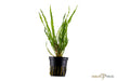 Cryptocoryne crispatula aqua-teck