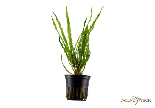 Cryptocoryne crispatula aqua-teck