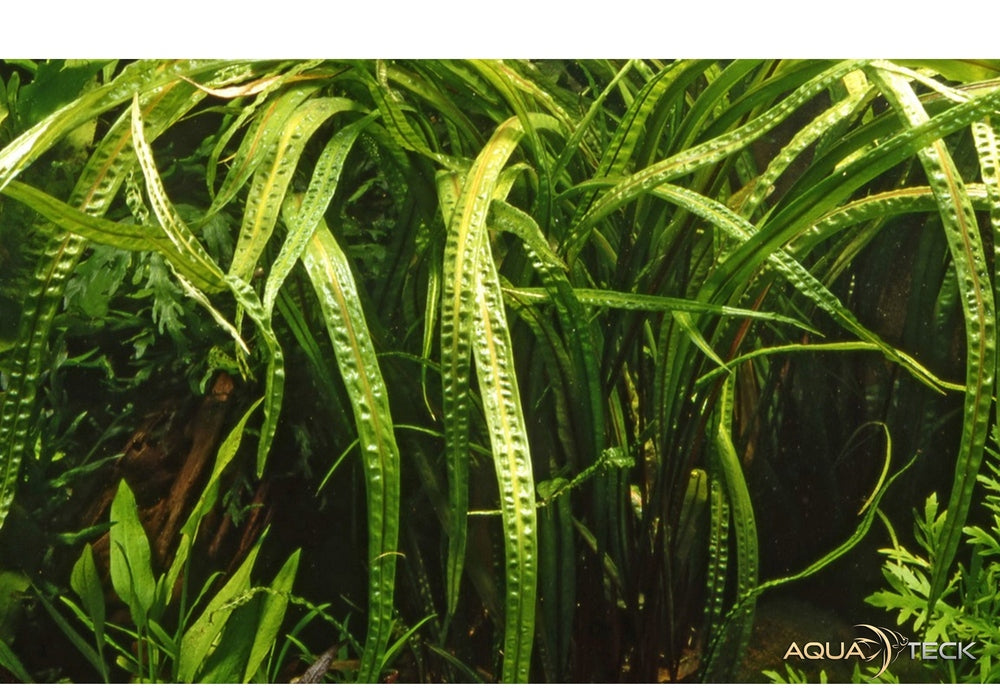 Cryptocoryne crispatula aqua-teck