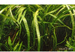Cryptocoryne crispatula aqua-teck