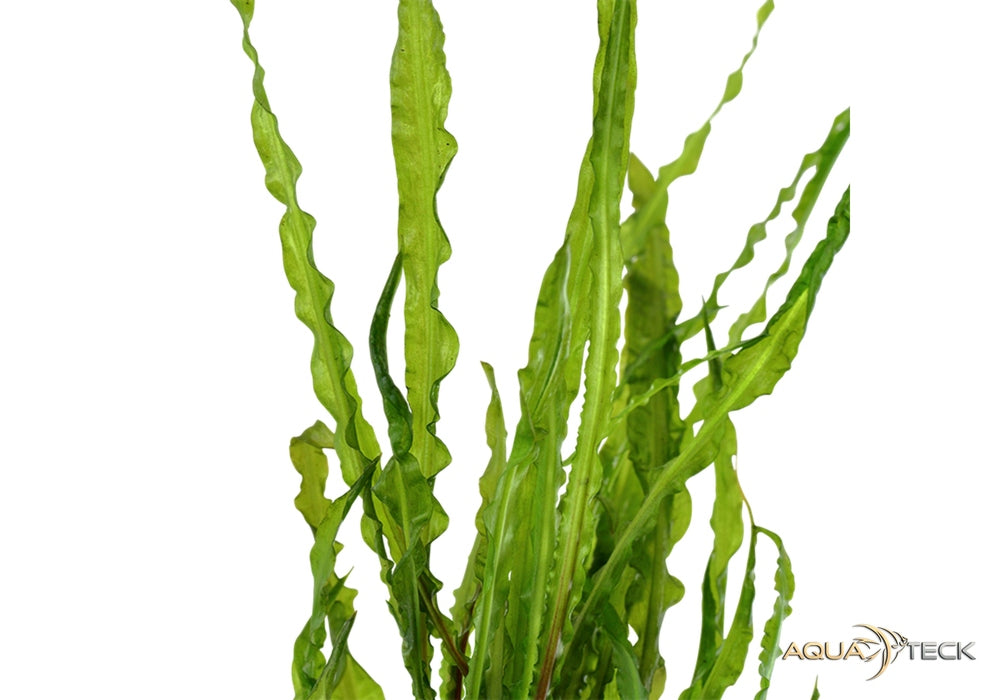 Cryptocoryne crispatula aqua-teck
