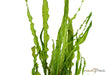Cryptocoryne crispatula aqua-teck