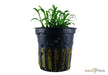 Cryptocoryne parva NICHT NACHKAUFEN aqua-teck