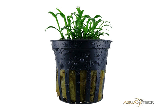 Cryptocoryne parva NICHT NACHKAUFEN aqua-teck