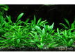 Cryptocoryne parva NICHT NACHKAUFEN aqua-teck