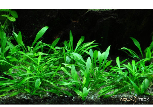 Cryptocoryne parva NICHT NACHKAUFEN aqua-teck