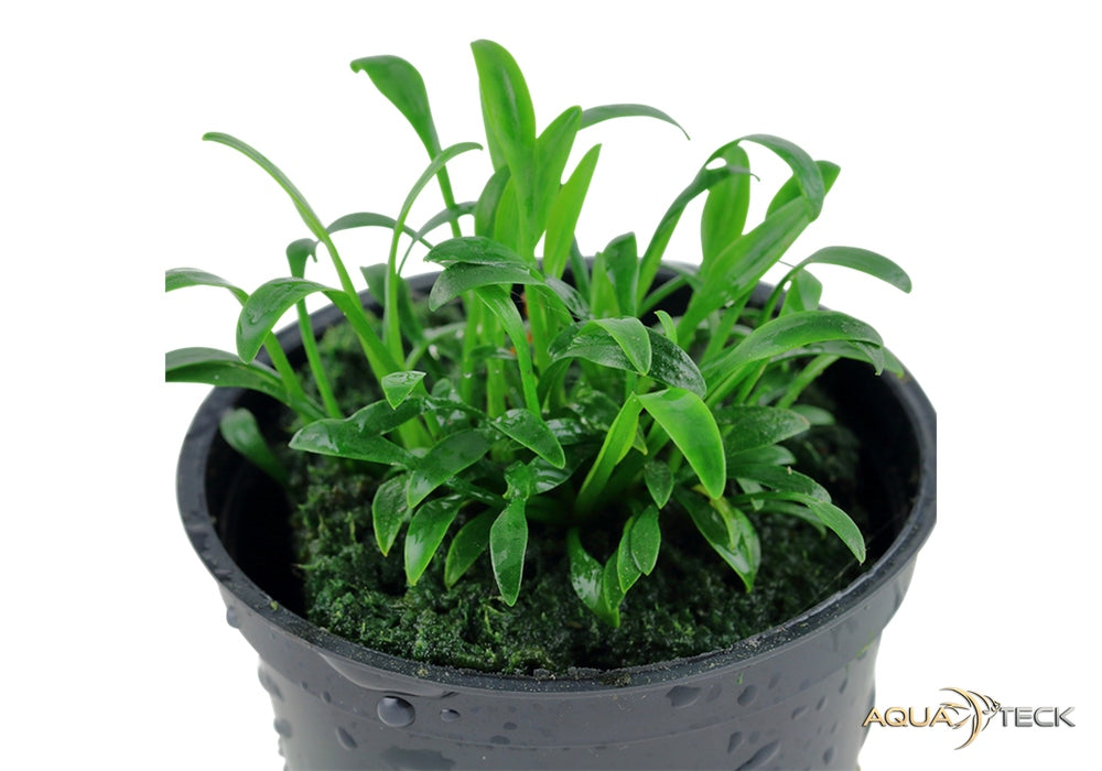 Cryptocoryne parva NICHT NACHKAUFEN aqua-teck