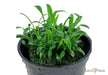 Cryptocoryne parva NICHT NACHKAUFEN aqua-teck
