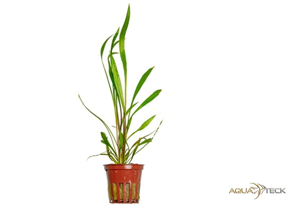 Cryptocoryne spiralis 'Red' aqua-teck
