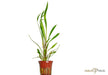 Cryptocoryne spiralis 'Red' aqua-teck
