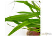 Cryptocoryne spiralis 'Red' aqua-teck