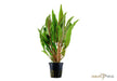Cryptocoryne undulata 'Broad Leaf' aqua-teck