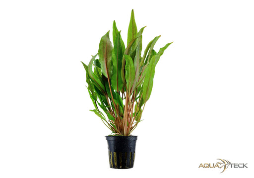 Cryptocoryne undulata 'Broad Leaf' aqua-teck