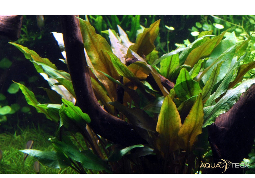 Cryptocoryne undulata 'Broad Leaf' aqua-teck