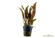Cryptocoryne usteriana