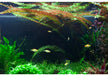 Cryptocoryne usteriana