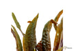 Cryptocoryne usteriana