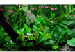 Cryptocoryne wendtii 'Green' aqua-teck