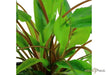 Cryptocoryne wendtii 'Green' aqua-teck