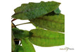 Cryptocoryne wendtii 'Tropica'