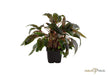 Cryptocoryne wendtii 'Tropica' XL