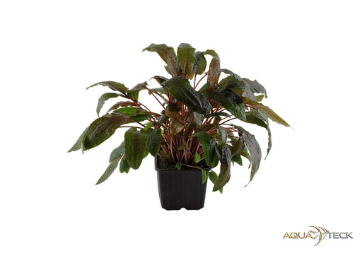 Cryptocoryne wendtii 'Tropica' XL