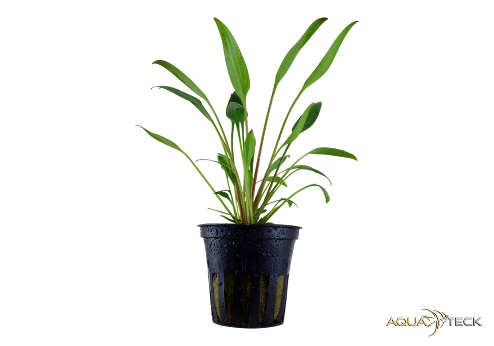 Cryptocoryne x willisii aqua-teck