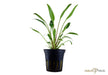 Cryptocoryne x willisii aqua-teck
