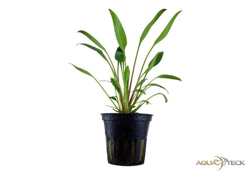 Cryptocoryne x willisii aqua-teck