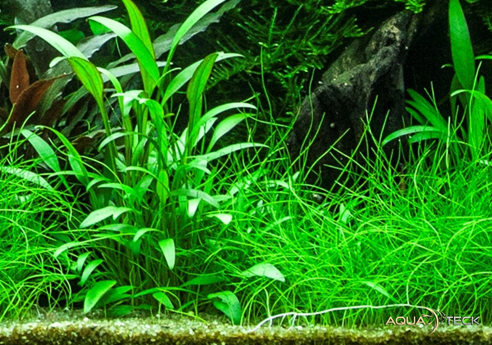 Cryptocoryne x willisii aqua-teck