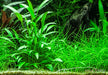 Cryptocoryne x willisii aqua-teck