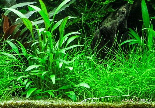 Cryptocoryne x willisii aqua-teck