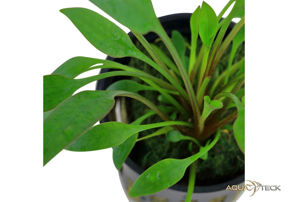 Cryptocoryne x willisii aqua-teck