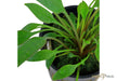 Cryptocoryne x willisii aqua-teck
